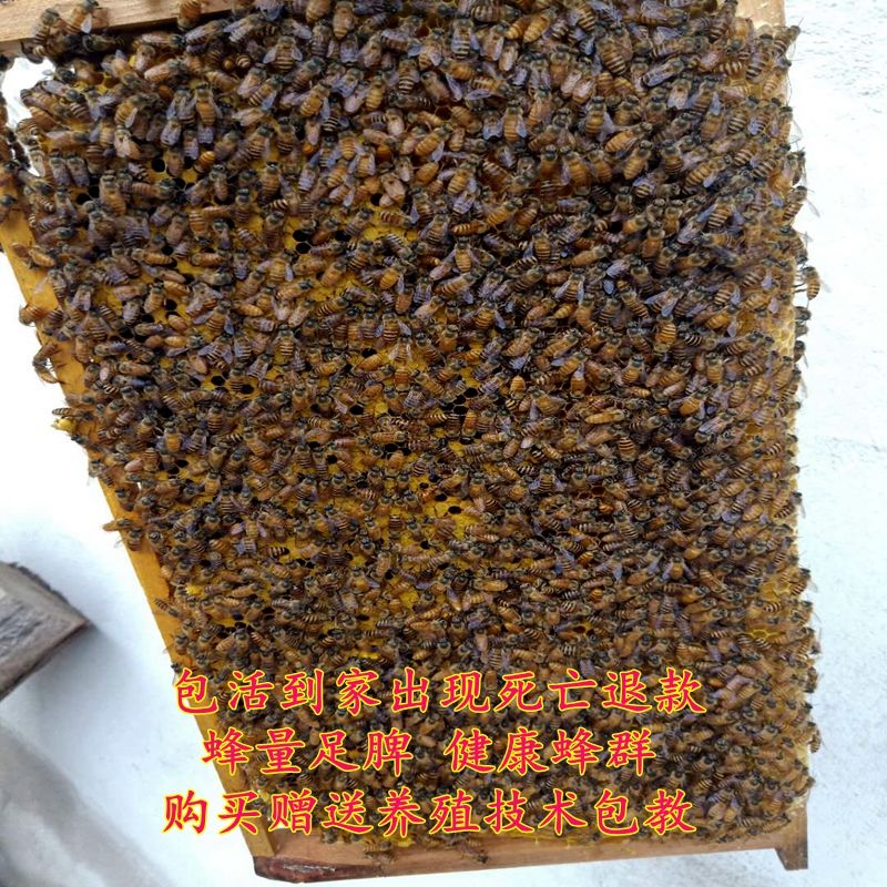 中蜂蜂王最新出售价格的深度探讨