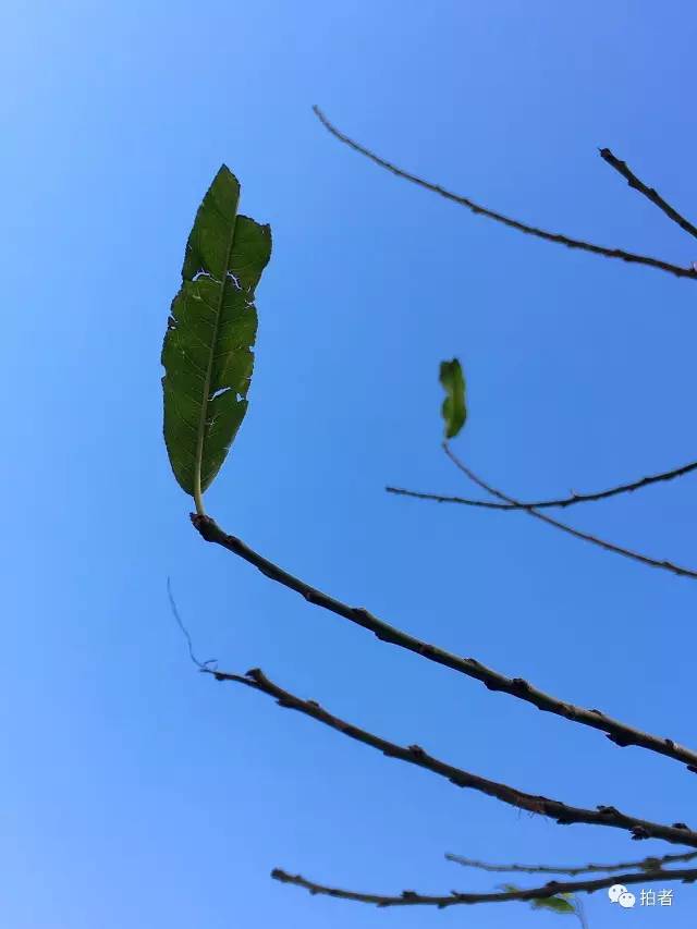 孤独叶子视频最新探索，孤独与连结的世界交织