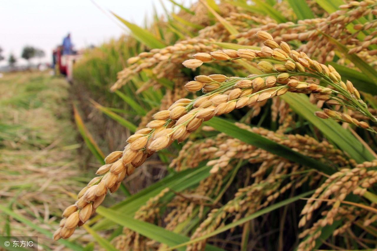 今日小麦最新价格走势解析，影响因素深度剖析