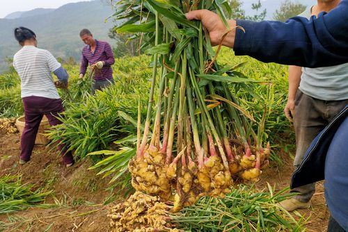 大姜最新价格动态解析与趋势预测