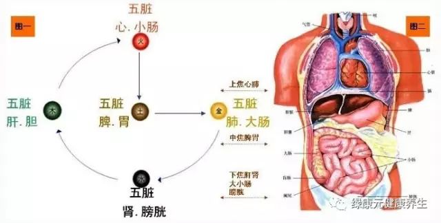 通草的功效与作用能通输卵管堵塞,社会责任方案执行_1080p69.646