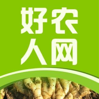 昌邑大姜最新价格动态解析