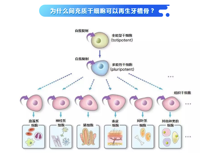 干细胞再生牙最新进展，突破成果与未来前景展望