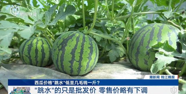 保定西瓜价格行情最新分析