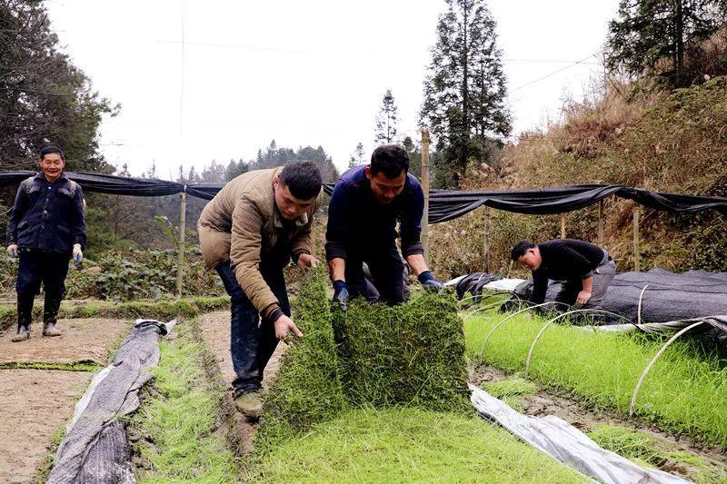 红河哈尼族彝族自治州市林业局最新招聘信息全面解析