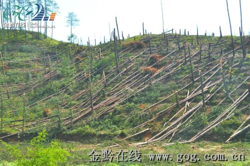 白山林场天气预报详解，最新气象信息汇总